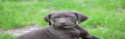 German Shorthaired Pointer dogs for sale: Buck - Ad 8