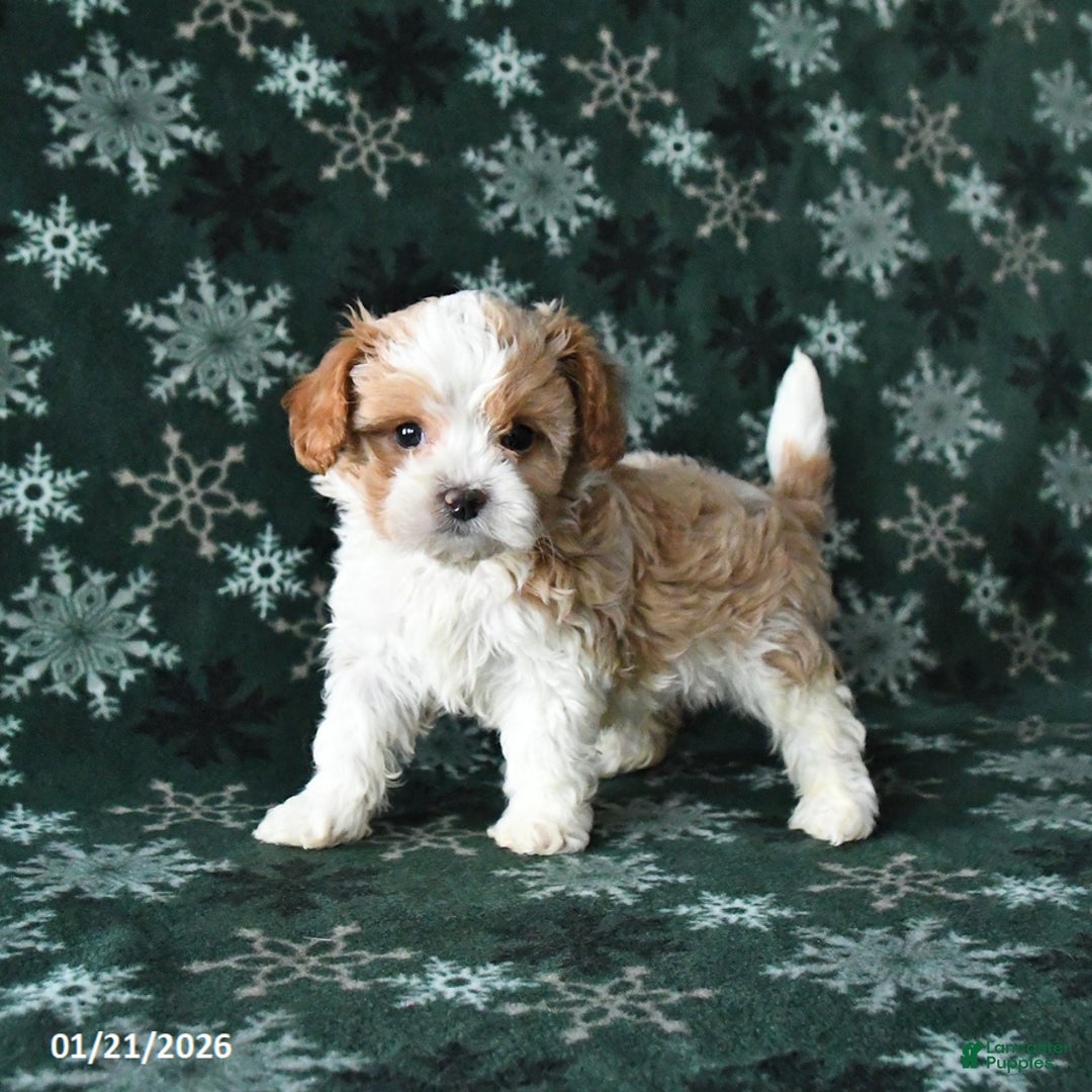 Cavapoo dogs for sale: Rocky - Ad 2