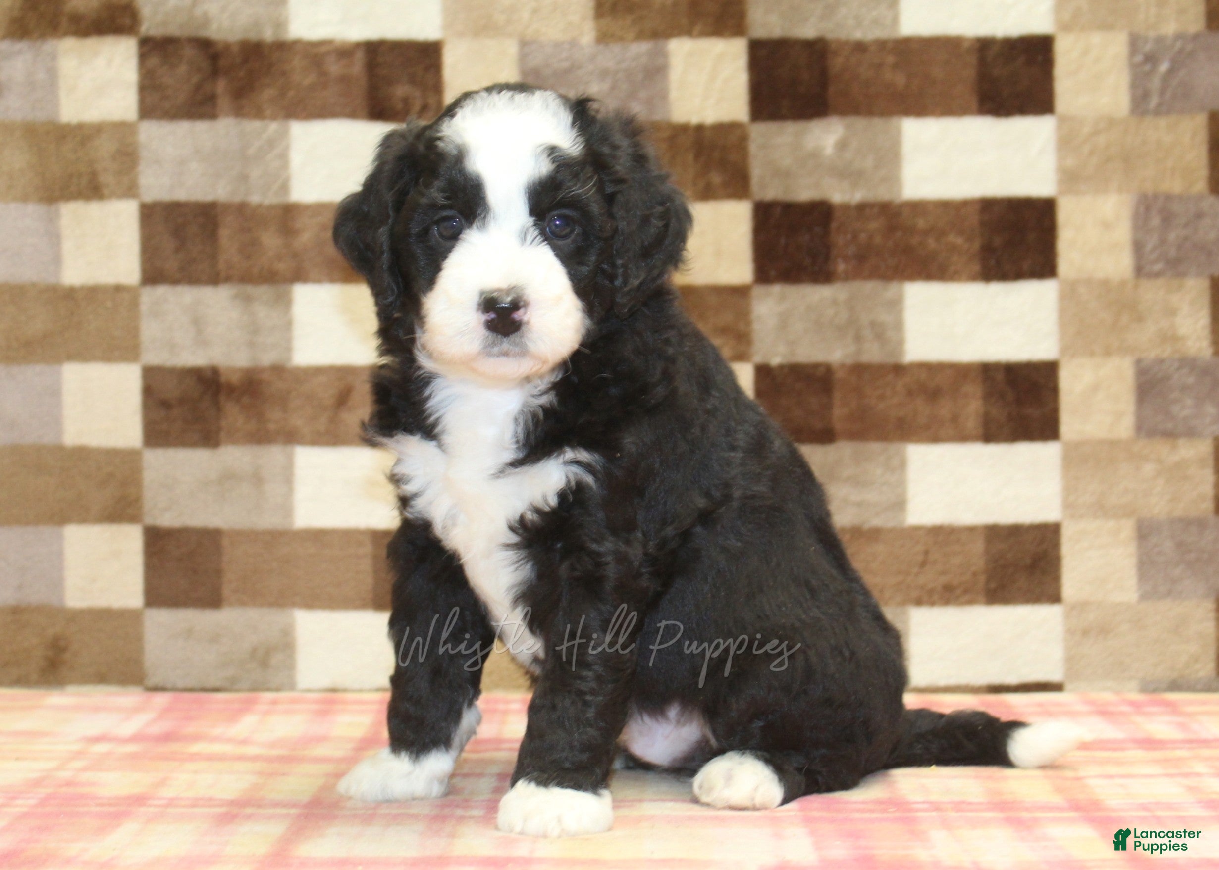 Mini Bernedoodle dogs Cody - Ad 1