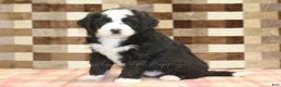 Mini Bernedoodle dogs for sale: Cody - Ad 1