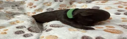 Miniature Schnauzer dogs for sale: Miniature Schnauzer 3 - Ad 3