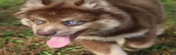 Pomsky dogs for sale: Kipper  - Ad 2