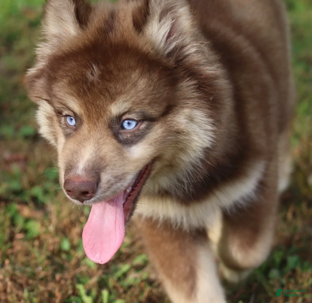Pomsky dogs for sale: Kipper  - Ad 2