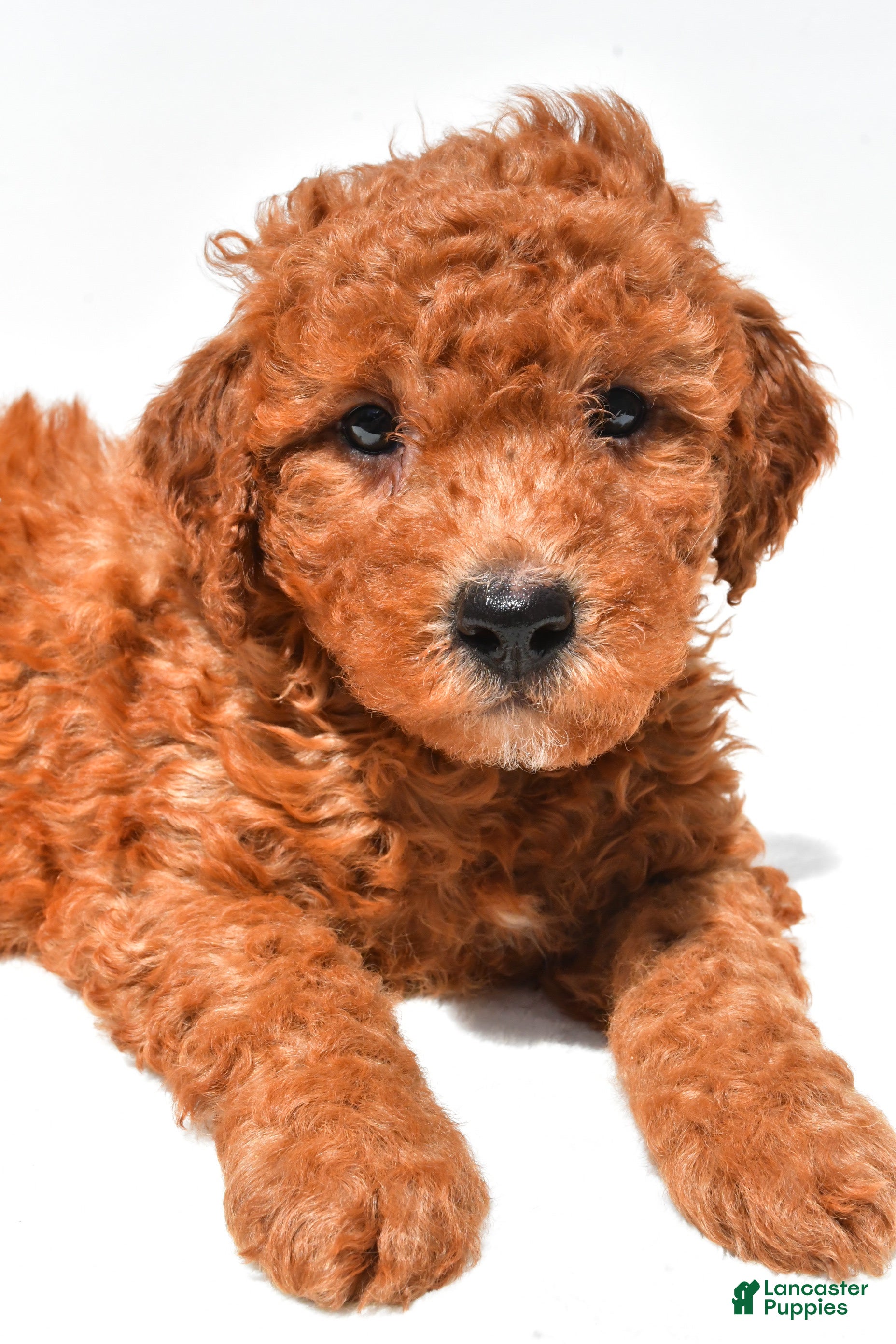 Mini Goldendoodle dogs for sale: Freddy  - Ad 4