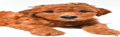 Freddy 