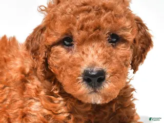 Mini Goldendoodle dogs for sale: Freddy - Ad 4