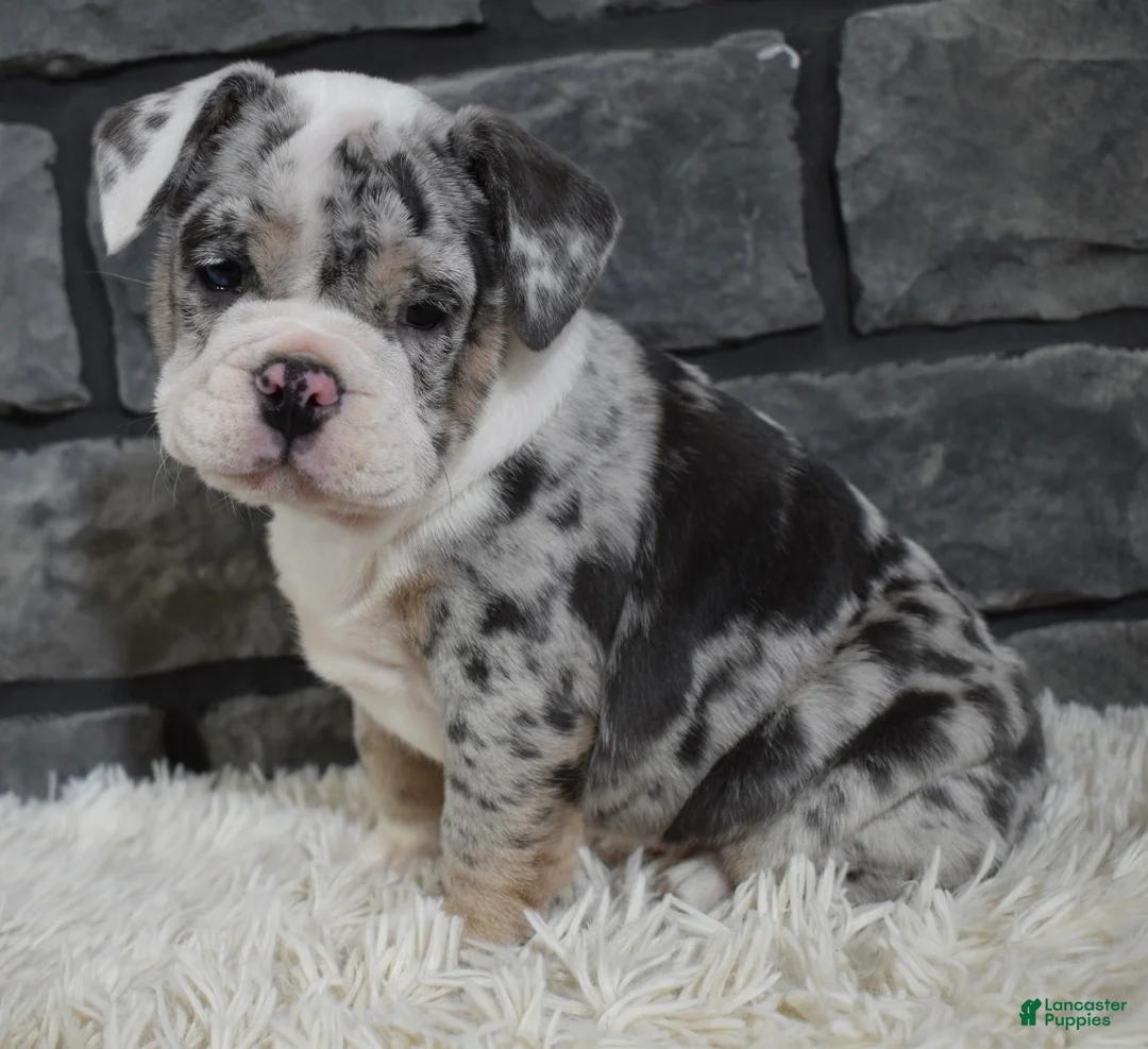 Mixed Breed dogs for sale: Daisy  - Ad 3