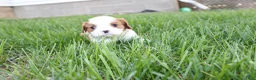 Cavalier King Charles Spaniel dogs for sale: Hank Cavalier King Charles Spaniel Puppy  - Ad 2