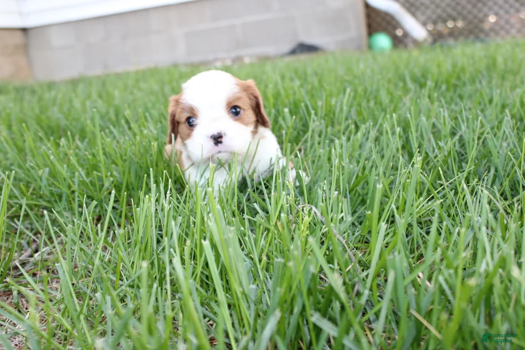 Cavalier King Charles Spaniel dogs for sale: Hank Cavalier King Charles Spaniel Puppy  - Ad 2