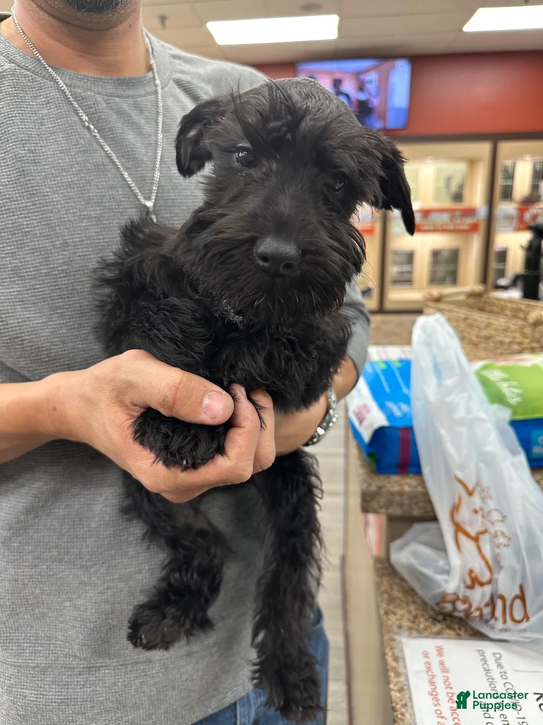 Miniature Schnauzer dogs for sale: Miniature Schnauzer 1 - Ad 1