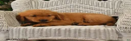 Golden Retriever dogs for sale: Bouncer - Ad 3