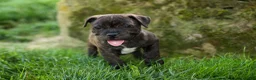Staffordshire Bull Terrier dogs for sale: Melody 🎀 - Ad 8