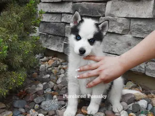 Pomsky dogs Pepper Panda Pomsky - Ad 6