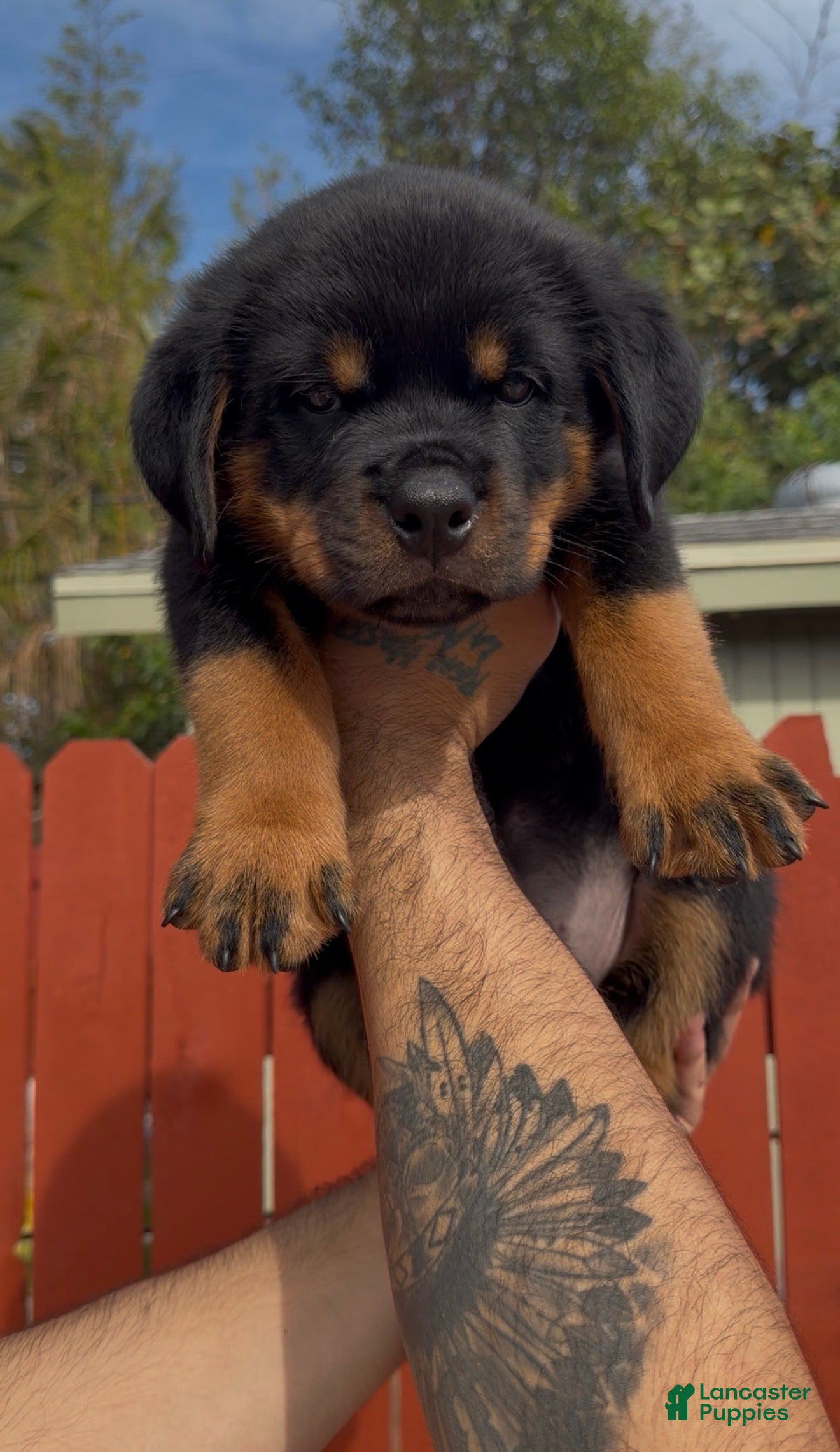 Rottweiler dogs Rottweiler Male Puppy - Ad 1