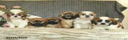 Shih Tzu dogs for sale: Bango  - Ad 3