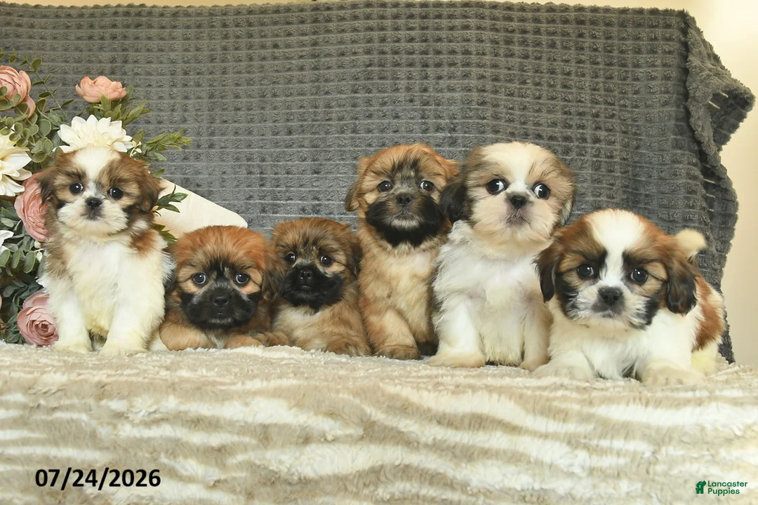 Shih Tzu dogs for sale: Bango  - Ad 3
