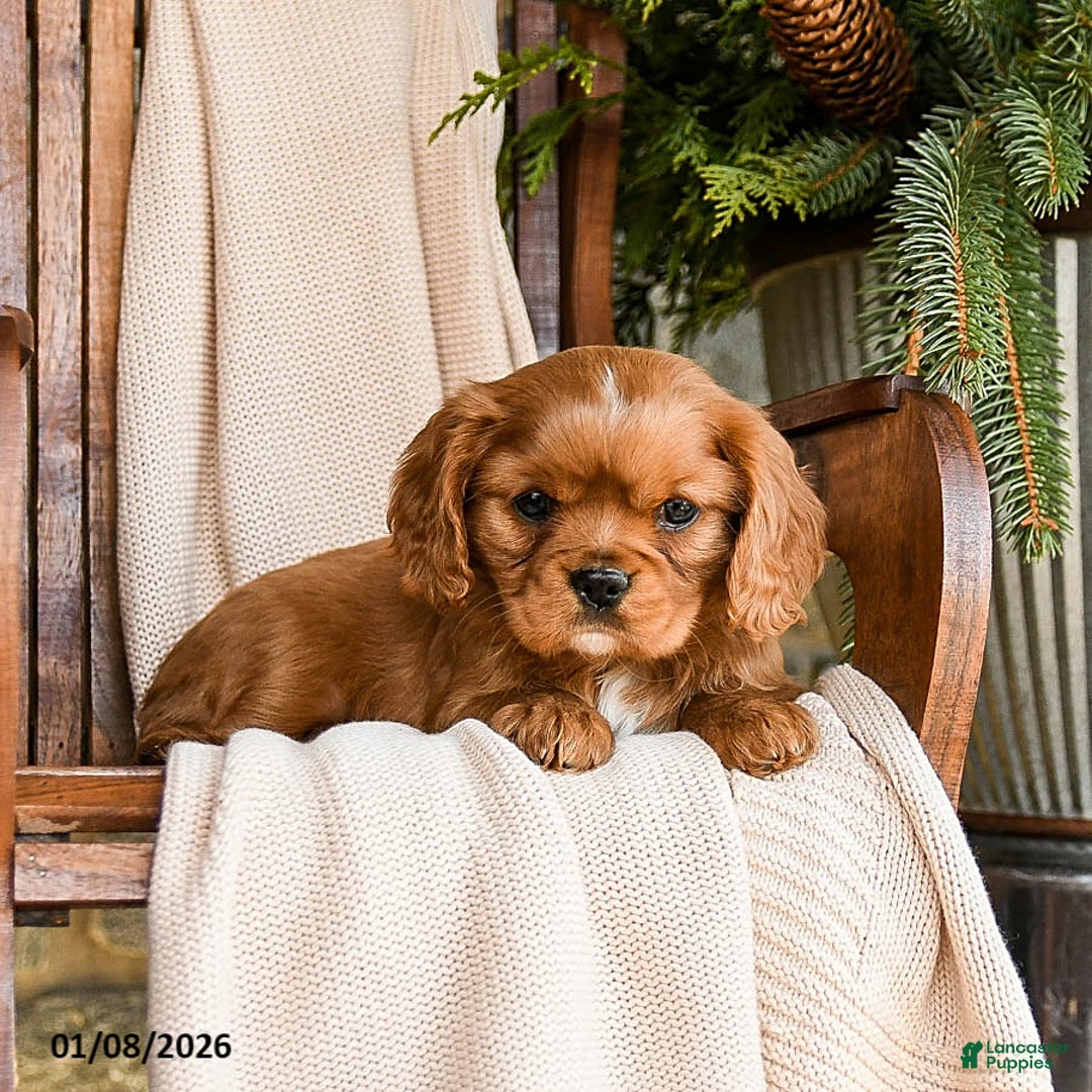 Cavapoo dogs for sale: Cannoli - Ad 4