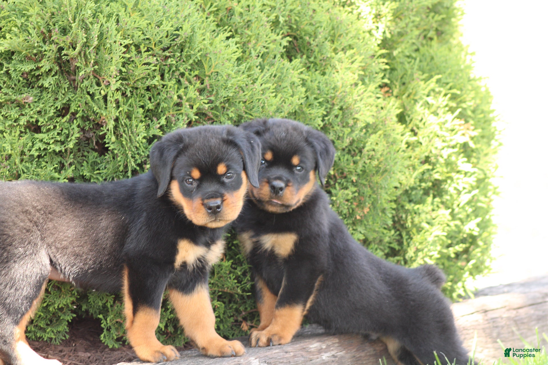 Rottweiler dogs for sale: Davis - Ad 4