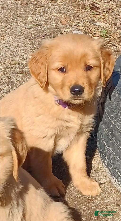 Golden Retriever dogs Golden Retriever Puppy Purple Girl - Ad 3