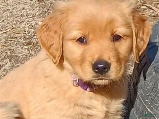 Golden Retriever dogs Golden Retriever Puppy Purple Girl - Ad 3