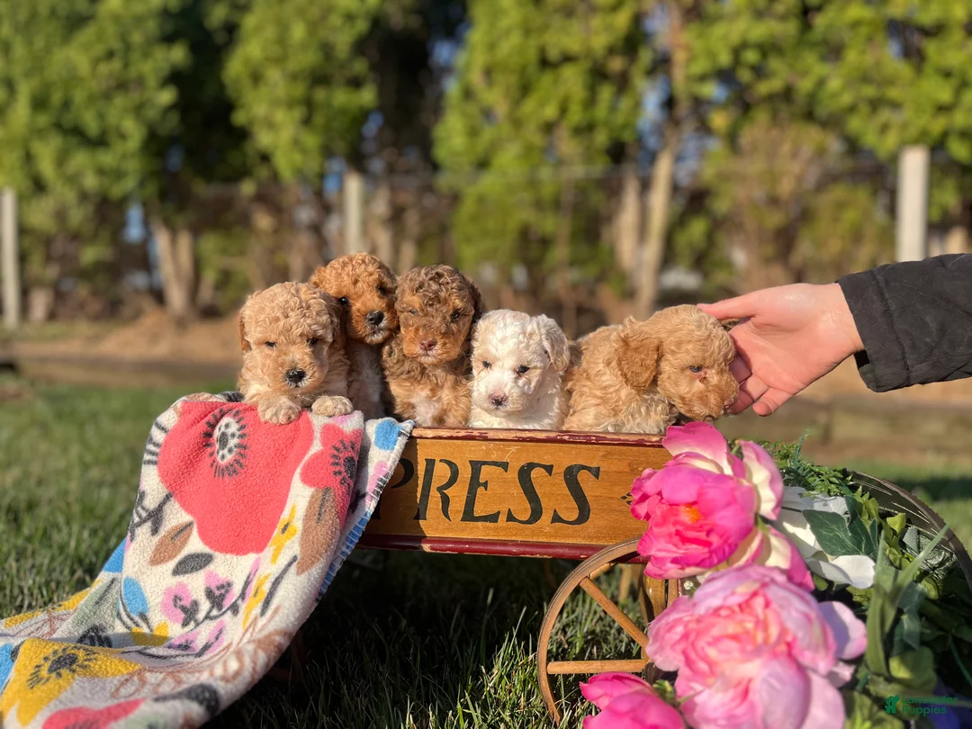 Miniature Poodle dogs for sale: Lil Patsy❤️AKC Registered ❤️Call or text 717-537-9681 - Ad 2