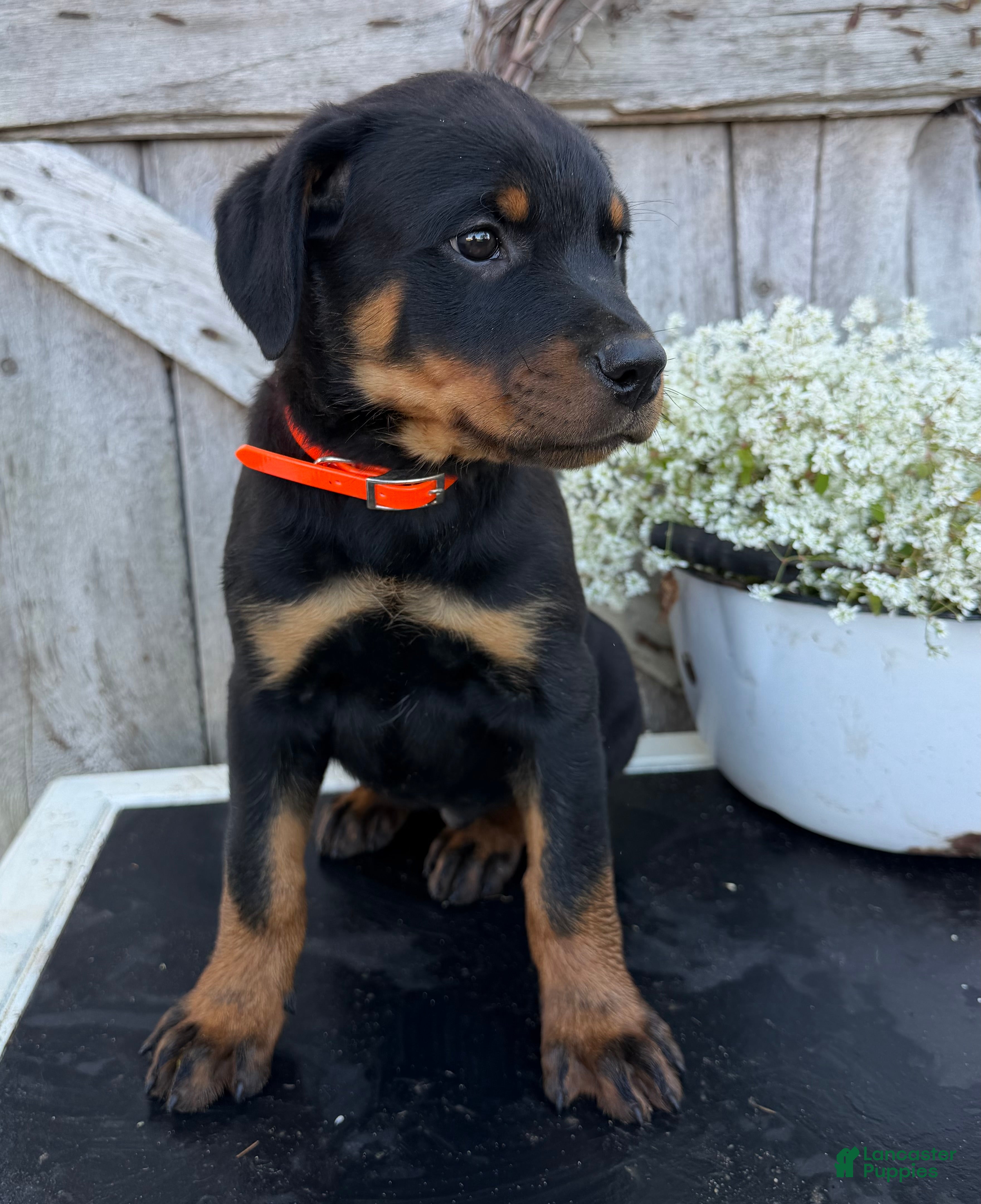 Rottweiler dogs for sale: Bentley  - Ad 1