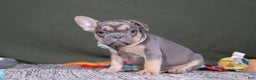 French Bulldog dogs for sale: Bryce - Ad 6