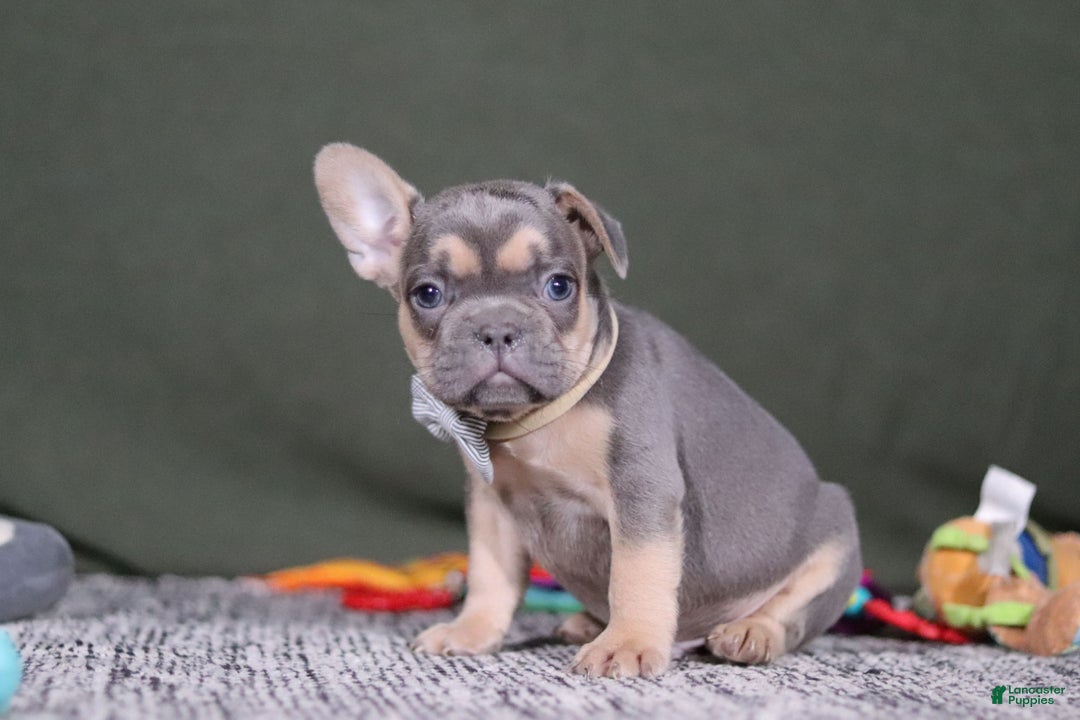 French Bulldog dogs for sale: Bryce - Ad 6