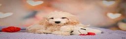 Cavapoo dogs for sale: pete - Ad 7