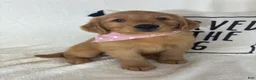 Golden Retriever dogs for sale: Marigold - Ad 2
