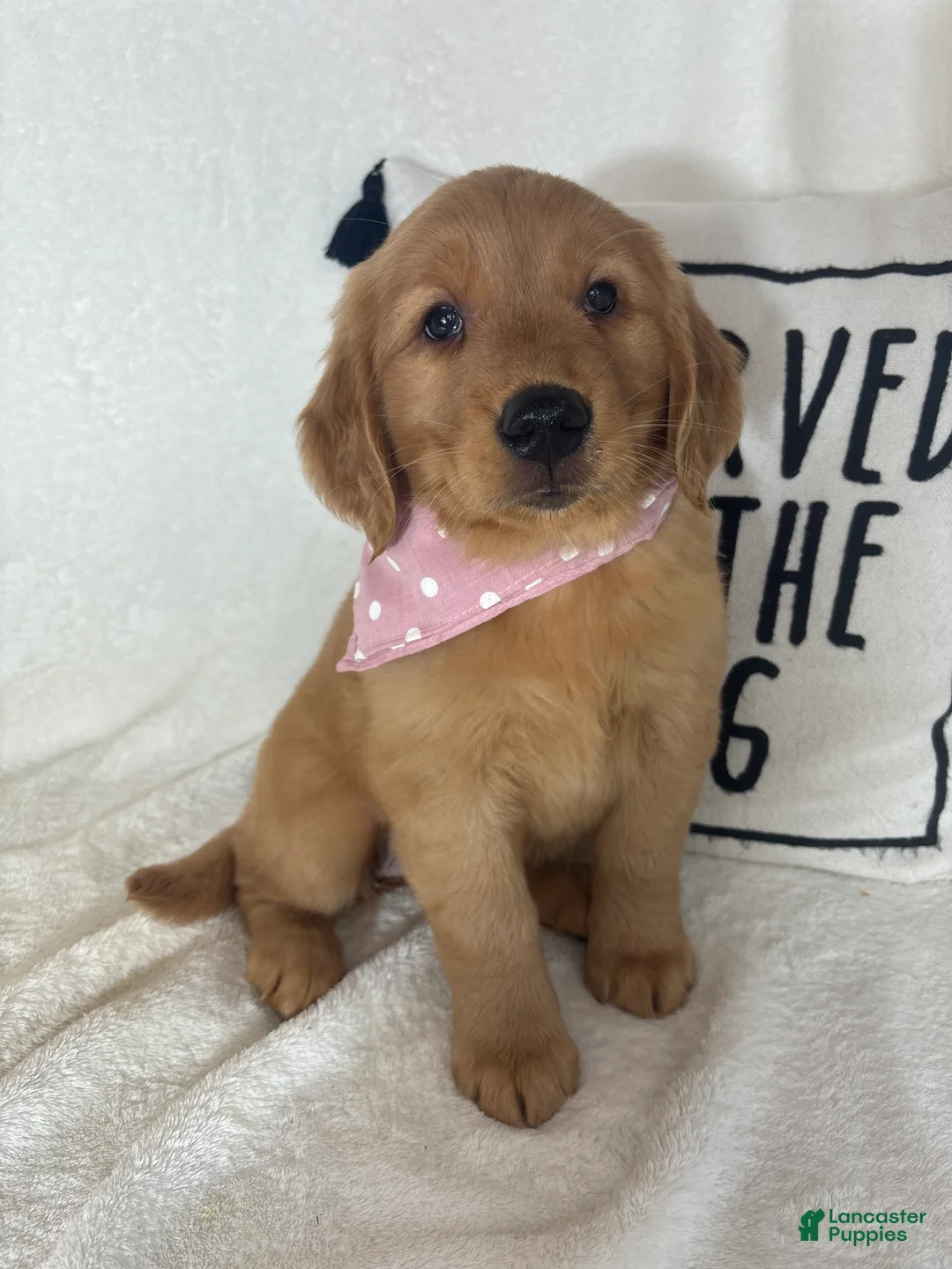 Golden Retriever dogs for sale: Marigold - Ad 2