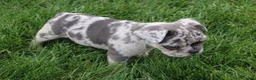 French Bulldog dogs for sale: French Bulldog Puppy 4 - Ad 6