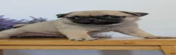 Pug dogs for sale: Namor - Ad 3