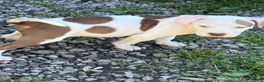 American Pit Bull Terrier 3
