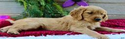 Golden Retriever dogs for sale: Allie - Ad 4