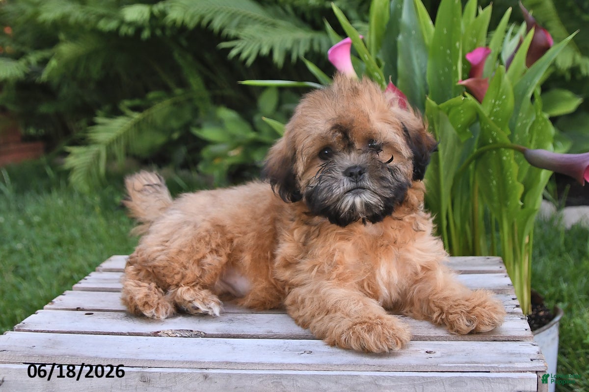 Teddy Bear dogs Jenny - Ad 1
