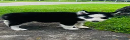 Siberian Husky dogs for sale: Rolex - Ad 15