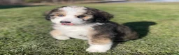 Bernedoodle dogs for sale: Carmel - Ad 5