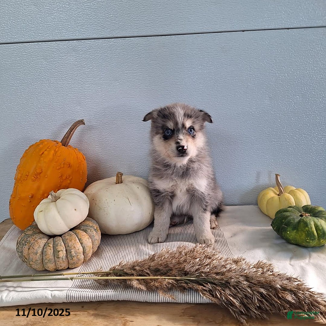 Pomsky dogs for sale: Dax - Ad 1