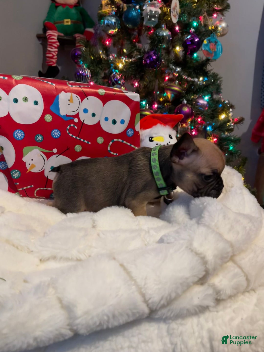 French Bulldog dogs for sale: Bean - Ad 3