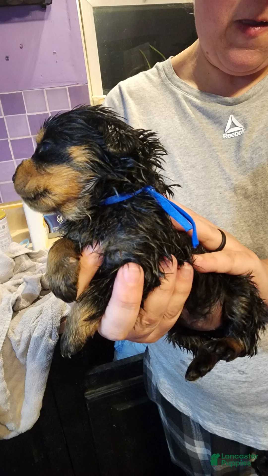 Rottweiler dogs for sale: Rottweiler Puppy 9 - Ad 1