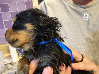 Rottweiler dogs Rottweiler Puppy 9 - Ad 18