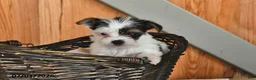 Mixed Breed dogs for sale: Rover - Ad 3