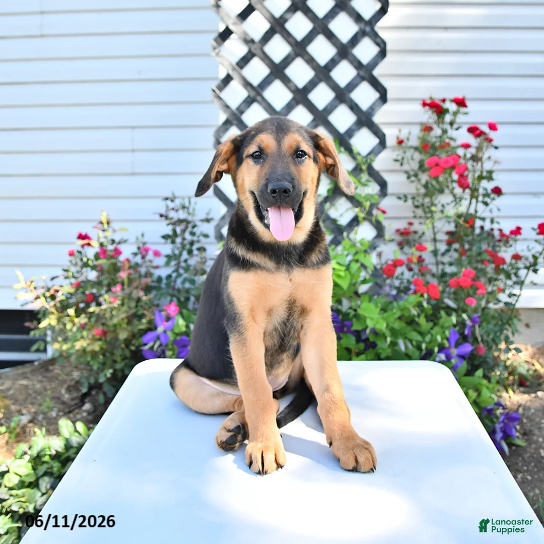 Golden Shepherd dogs for sale: Ruby - Ad 2