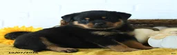 Rottweiler dogs for sale: Raven - Ad 2