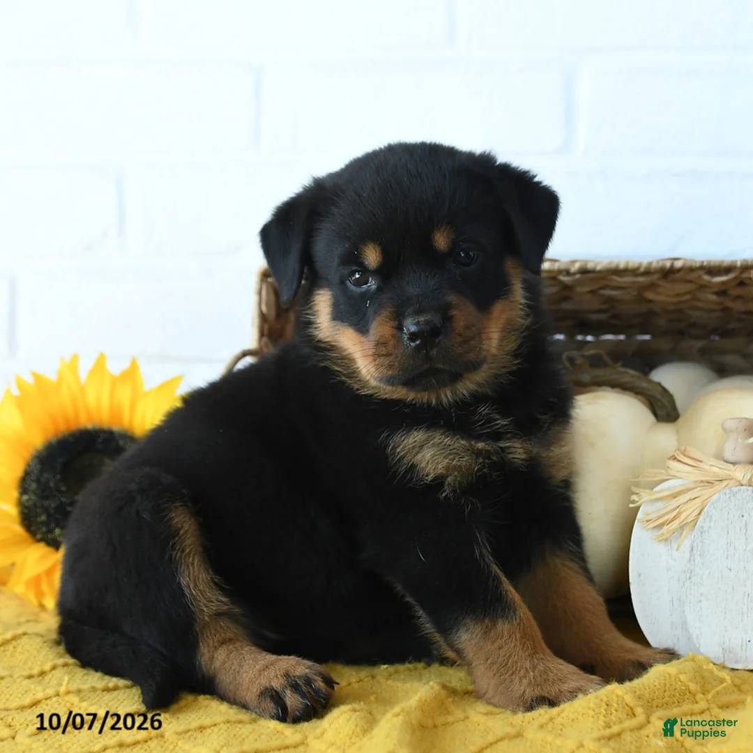 Rottweiler dogs for sale: Raven - Ad 2