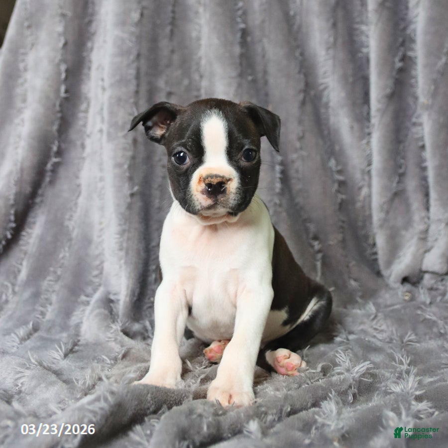 Boston Terrier dogs Rascal - Ad 2