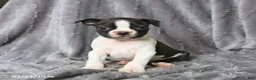 Boston Terrier dogs for sale: Rascal - Ad 2