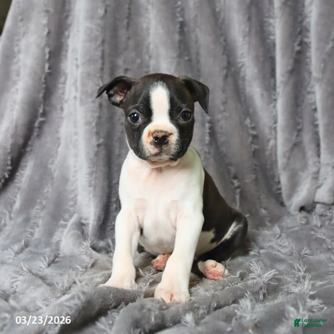 Boston Terrier dogs for sale: Rascal - Ad 2