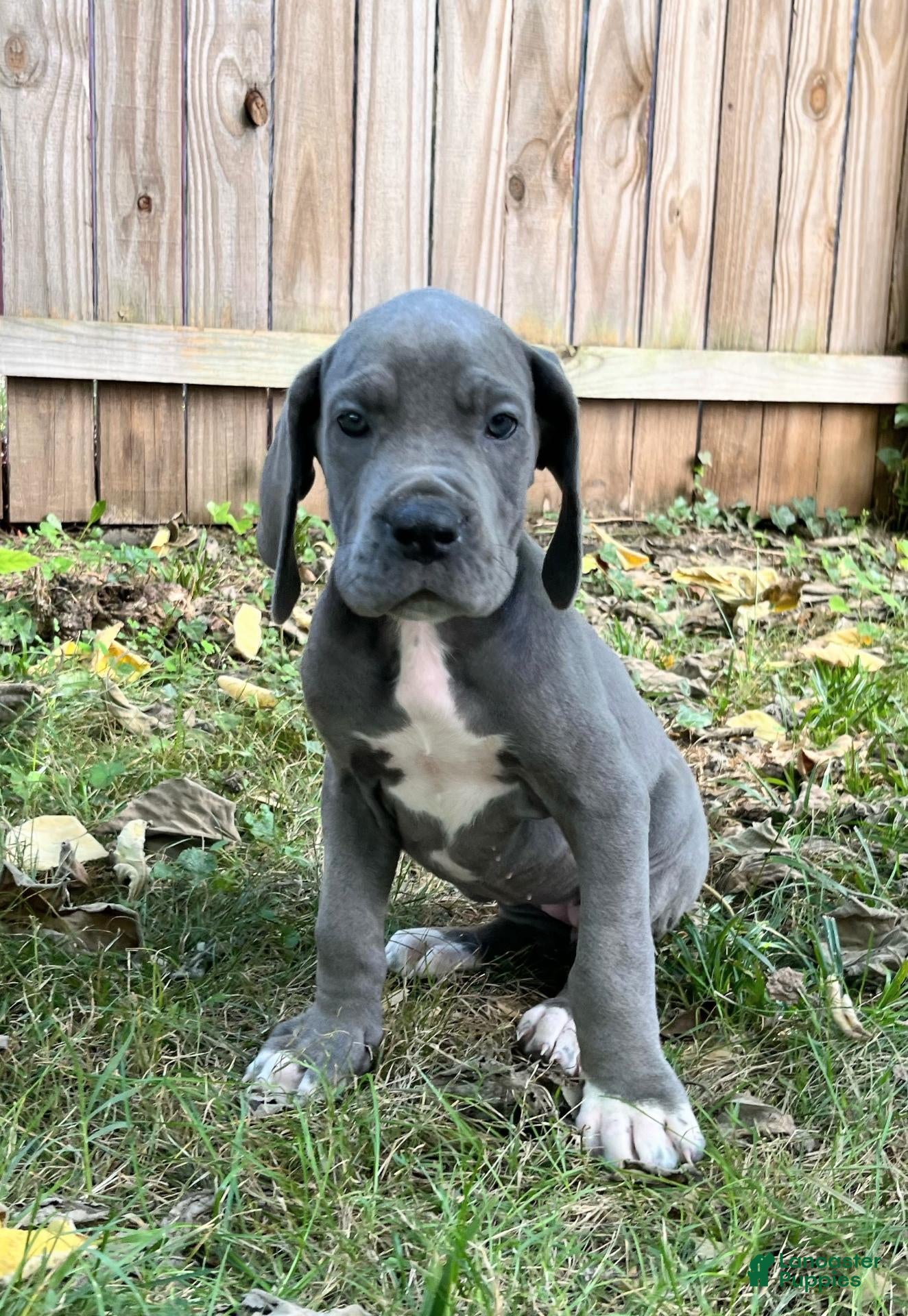 Great Dane dogs Peace  - Ad 33